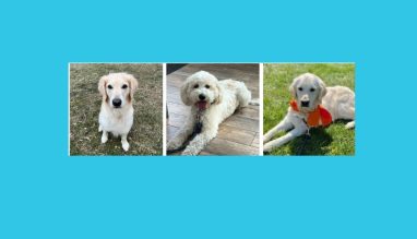 Roxy Therapy Dogs will make an appearance at Moving Day Southeastern PA