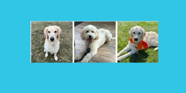 Roxy Therapy Dogs will make an appearance at Moving Day Southeastern PA